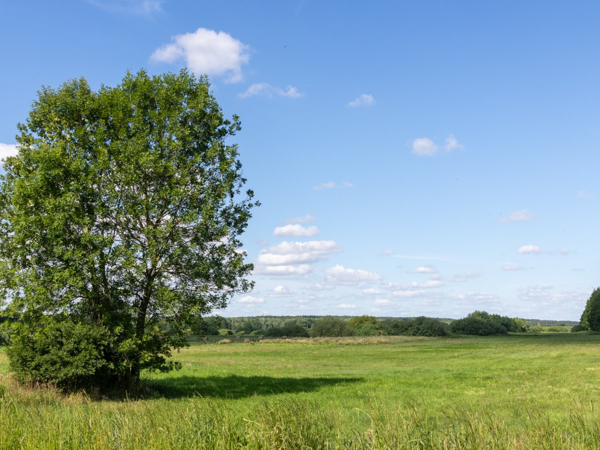 Zdjęcie poglądowe - kliknij aby zobaczyć galerię zdjęć Wólka Kańska