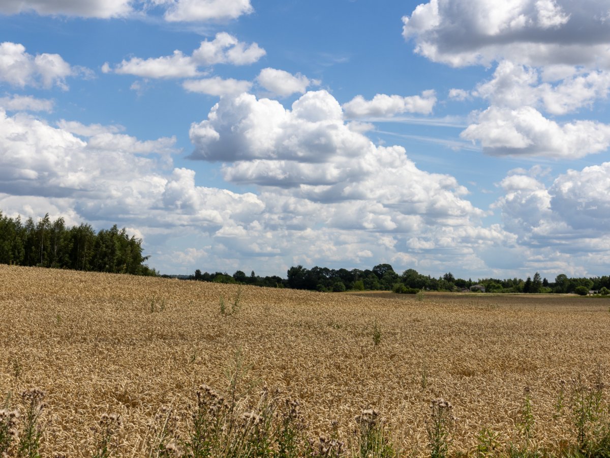 Zdjęcia z Zalesia Kańskiego