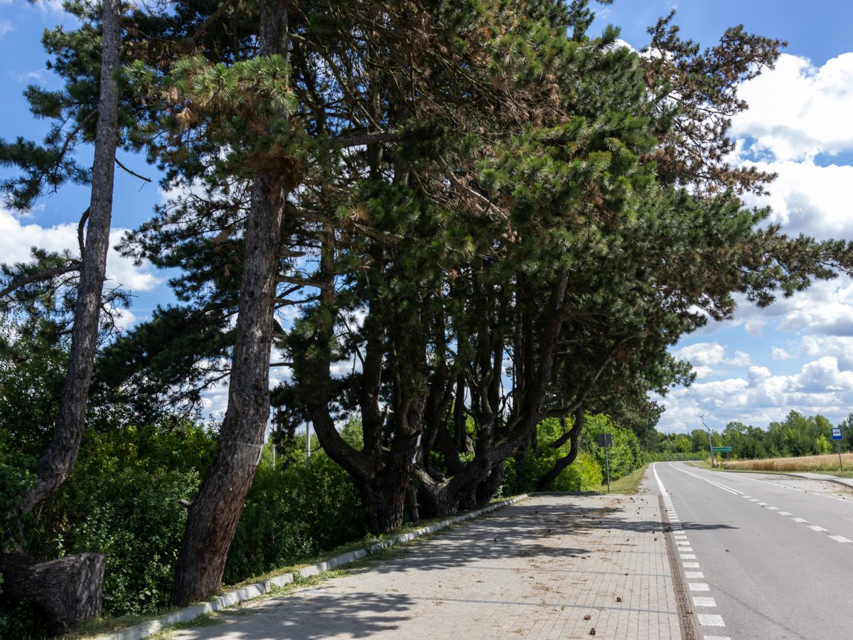 Zdjęcia z Zalesia Krasieńskiego